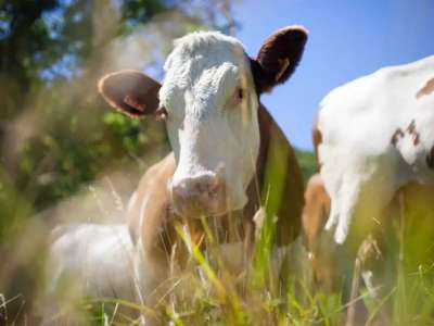 Елімізге Беларусьтен импортталатын азық-түлік ішінде еттің үлесі мол болды