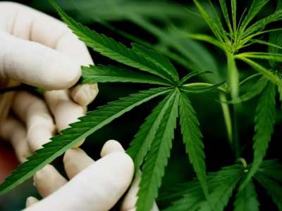 Техникалық қарасора өндірісі: министр оның қай өңірде өсірілетінін айтты