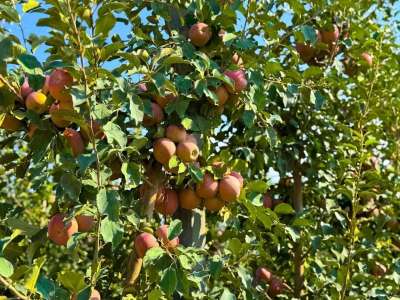 Ауыл шаруашылығы министрлігі Алматыдағы 120 гектарлық инновациялық бақтың жұмысымен таныстырды