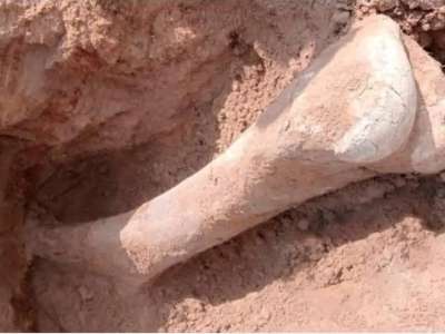 Солтүстік Қазақстан облысында мамонт сүйегі табылды