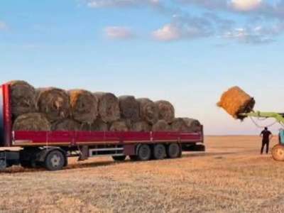 Қазақстанда 26 млн тоннаға жуық мал азығы дайындалды