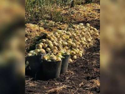 Елімізде 3,1 млн тонна астық бастырылды