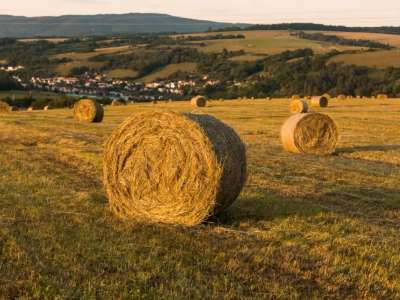 Елімізде 24,4 млн тонна мал азығы дайындалды
