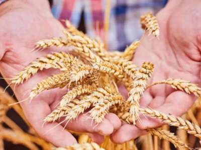 Қазақстан Ресей арқылы Еуропаға бидай  мен ет жеткізуді ұлғайтады