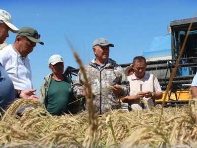 Елімізде суды аз қажет ететін жаңа күріш сорты шығарылды