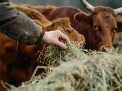 Мал ұрлығының алдын алу үшін не істеу керек