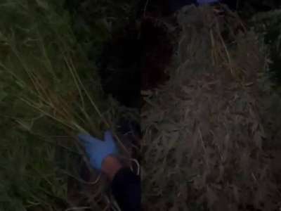 Қарағанды облысында ірі көлемдегі қарасора алқабы анықталды