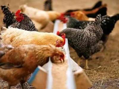 Қазақстан аса қауіпті құс тұмауынан таза ел мәртебесін иеленді