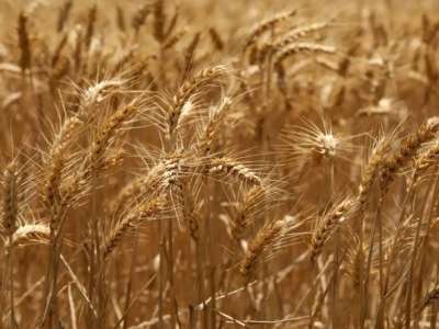 Әлемдік нарықта бидай мен арпаның бағасы күн сайын өсіп келеді