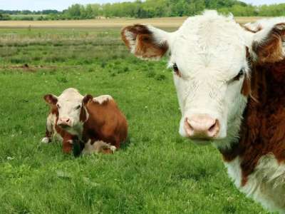 Қырғызстанда қайтыс болған адамның жетісін, қырқын, жылын өткізуге шектеу енгізілді