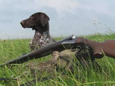 Күзгі-қысқы аңшылық маусымы басталады: нені есте ұстау қажет