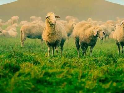 Астанада құрбан шалуға арналған орындар белгілі болды