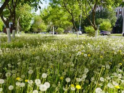 «Таза Қазақстан» акциясы аясында 1,7 млн астам ағаш пен бұталар отырғызылды