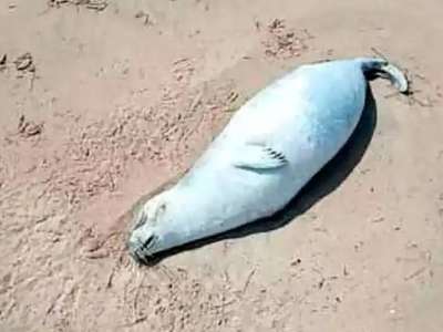 Каспий жағалауынан жүздеген итбалықтың өлексесі табылды