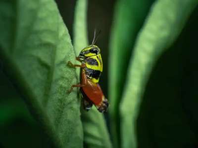 Биыл елімізде 2,7 млн га алаңда шегірткеге қарсы күрес жүргізілді