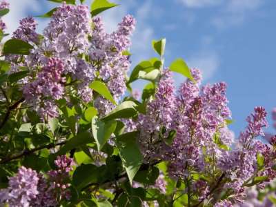 Елімізде сирень бұтақтарын рұқсатсыз жұлған адамға айыппұл салынады