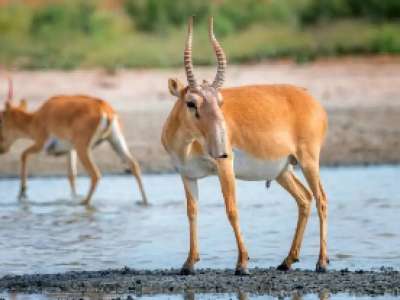 «Құралайдың салқыны» қашан: елімізде киіктер төлдей бастады