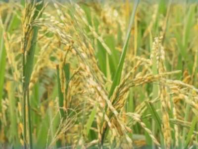 Түркістанда су жеткізушінің келісімінсіз дақылдарды егудің 203 дерегі анықталды