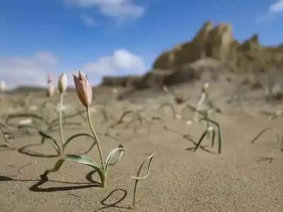 Маңғыстауда сирек кездесетін соғды қызғалдағы гүлдеді