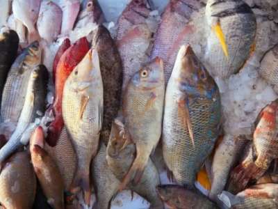 Қазақстаннан Еуропа елдеріне 5 мыңға жуық тонна балық заңсыз экспортталған