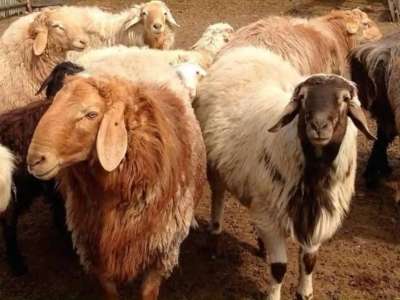 Қостанай облысында 12 мың бас ұсақ малға арналған бордақылау алаңы салынады