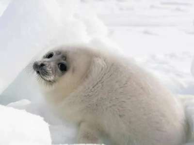 Қаражанбас және Қаламқас кен орны маңында итбалықтар қалай құрлыққа шығып кетті