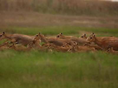 «Алтын Дала» бастамасы әлемдік деңгейдегі экологиялық сыйлықты жеңіп алды