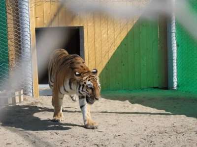 «Іле-Балқаш» резерватында екі жолбарыс жерсіндіріліп жатыр