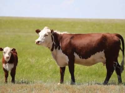 Ауыл шаруашылығы санағы кезінде қандай сұрақтар қойылады