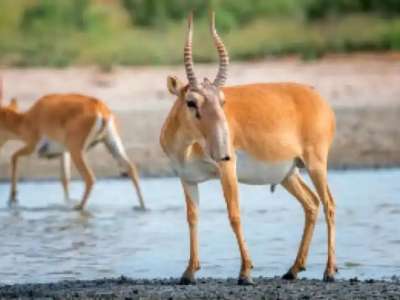 Министрлік ақбөкен етін өңдеу тәртібін түсіндірді