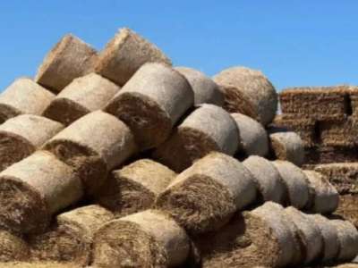 Елімізде 11,4 млн тонна мал азығы дайындалды