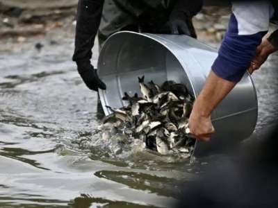 СҚО-ның 19 көліне 93 мыңнан астам шабақ жіберілді