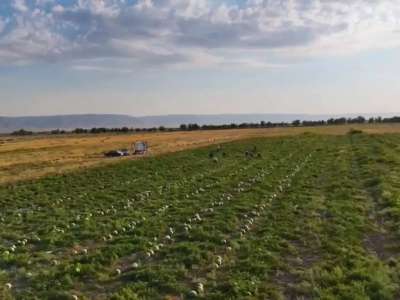 Жамбыл облысының диқандары қарбыздың алғашқы өнімін жинап жатыр