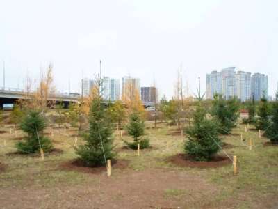 «Таза Қазақстан»: Бір жылда елде 2,4 млн ағаш отырғызылды