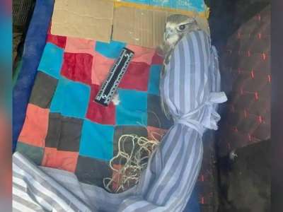 Қызыл кітапқа енген құсты заңсыз алып жүрген тұрғын ұсталды (ВИДЕО)