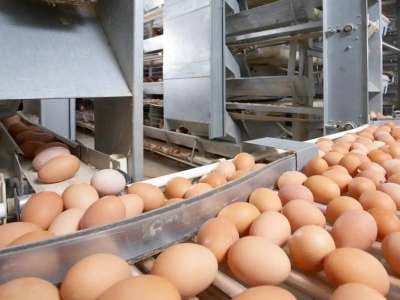 Қостанай облысында жұмыртқа өндіретін құс фабрикасы салынып жатыр