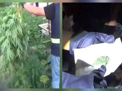 Қарағанды облысының тұрғыны үйінің ауласын қарасора плантациясына айналдырған