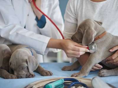 «Үй жануарлары  құлақ, асқазан-ішек ауруларымен жиі ауырады»: елордалық ветеринар