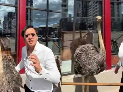 Елордада түйеқұсты жарнамаға пайдаланған: полиция түсініктеме берді