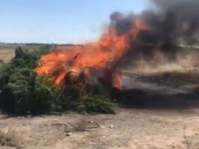 Жамбыл облысында 2 500 тоннадан астам жабайы қарасора жойылды