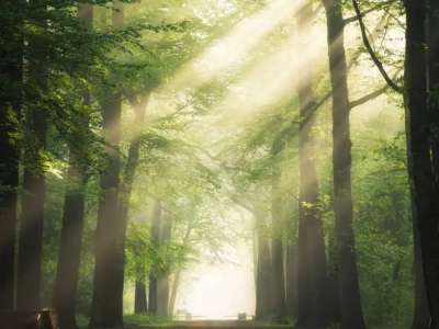 Прокуратура орман қорының 100 гектардан астам жерін мемлекетке қайтарды