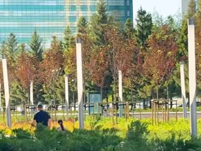 Астанадағы Нұржол бульварына мойыл ағаштары отырғызылды (ВИДЕО)