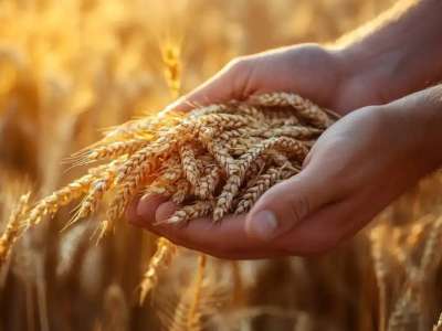 Елімізде жүгері мен бидайды терең өңдеу жобасы жүзеге асырылады