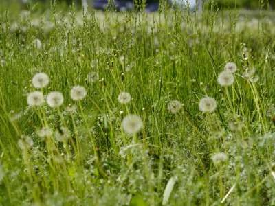 Екі гектар мемлекетке қайтарылды: Жетісуда заңсыз қоқыс өңдейтін зауыт салмақ болған