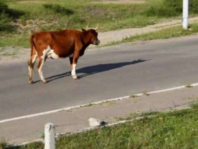 Жүргізуші жолда сиырды қағып, етін өзімен алып кеткен