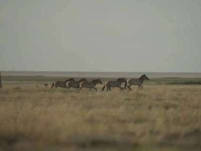 Елімізге былтыр әкелінген керқұландар жабайы табиғатқа жіберілді