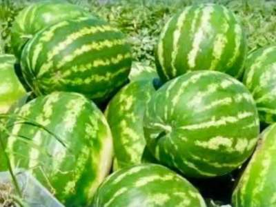 Түркістан облысының диқандары қарбыздың алғашқы өнімін жинады