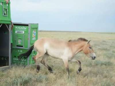 Елімізге керқұландардың жаңа тобы әкелінді