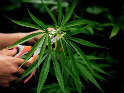 Есірткі заттарының заңсыз айналымына қарсы күрес кешенді тәсілді қажет етеді - бас сарапшы