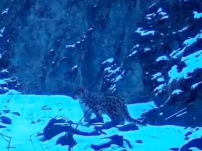 Жоңғар Алатауы ұлттық паркінде қар барысы фототұзаққа түсіп қалды